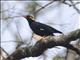 Southern Hill Myna (Gracula indica)