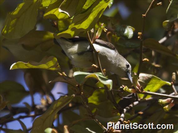 Nilgiri Flowerpecker (Dicaeum concolor)