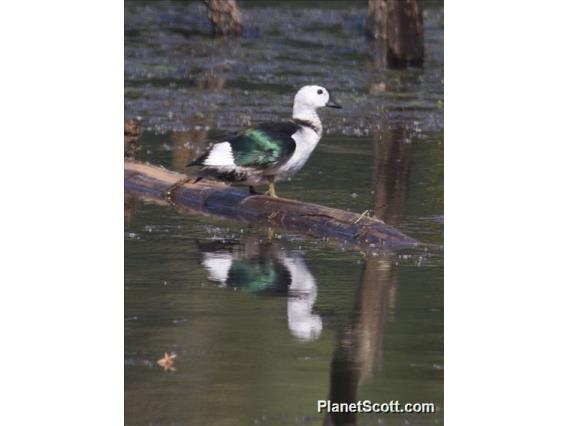 Cotton Pygmy-goose (Nettapus coromandelianus)