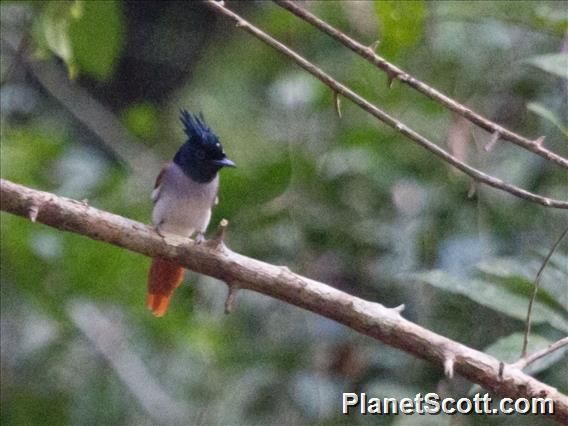 Asian Paradise-Flycatcher (Terpsiphone paradisi)