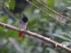 Indian Paradise-Flycatcher (Terpsiphone paradisi)