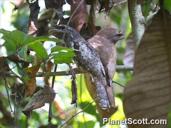 Ceylon Frogmouth (Batrachostomus moniliger)