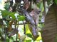 Sri Lanka Frogmouth (Batrachostomus moniliger)