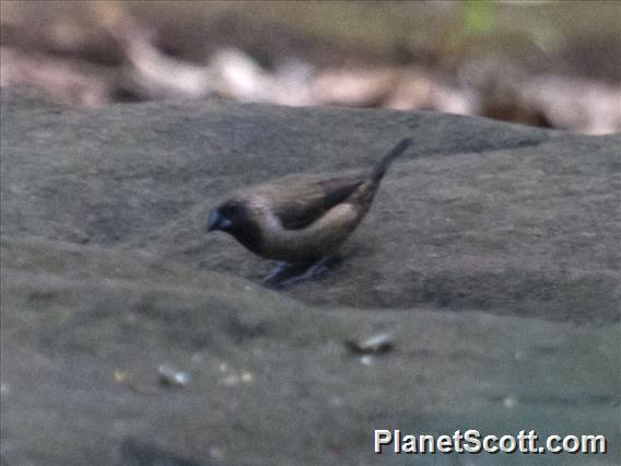 Black-throated Munia (Lonchura kelaarti)