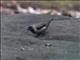 Black-throated Munia (Lonchura kelaarti)