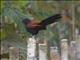 Greater Coucal (Centropus sinensis)