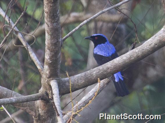 Asian Fairy-bluebird (Irena puella)