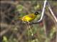 Flame-throated Bulbul (Pycnonotus gularis)