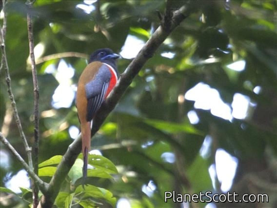 Malabar Trogon (Harpactes fasciatus) - Male