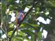 Malabar Trogon (Harpactes fasciatus) - Male