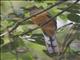 Malabar Trogon (Harpactes fasciatus) - Female