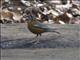 Orange-headed Thrush (Geokichla citrina)