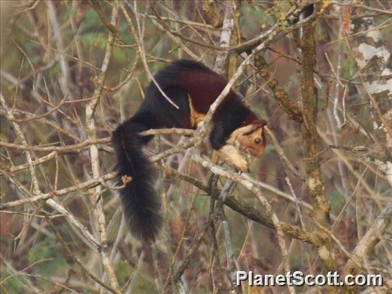 Indian Giant Squirrel (Ratufa indica)