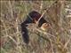 Indian Giant Squirrel (Ratufa indica)