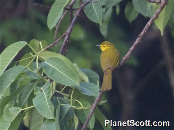 Yellow-browed Bulbul (Acritillas indica)