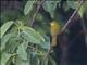 Yellow-browed Bulbul (Iole indica)