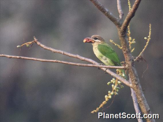 White-cheeked Barbet (Psilopogon viridis)