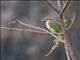 White-cheeked Barbet (Psilopogon viridis)