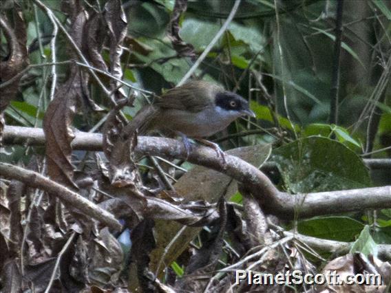 Dark-fronted Babbler (Dumetia atriceps)