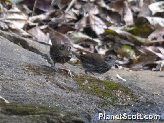 Puff-throated Babbler (Pellorneum ruficeps)