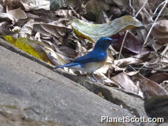 Blue-throated Flycatcher (Cyornis rubeculoides)