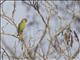 Plum-headed Parakeet (Psittacula cyanocephala)