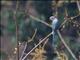 Malabar Parakeet (Psittacula columboides)