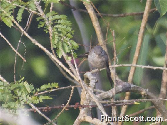 Indian Cuckoo-shrike (Coracina macei)