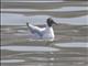 Black-headed Gull (Chroicocephalus ridibundus)