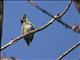 Coppersmith Barbet (Psilopogon haemacephalus)