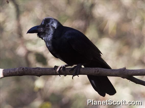 Large-billed Crow (Corvus macrorhynchos)