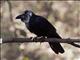 Large-billed Crow (Corvus macrorhynchos)