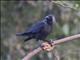 House Crow (Corvus splendens)