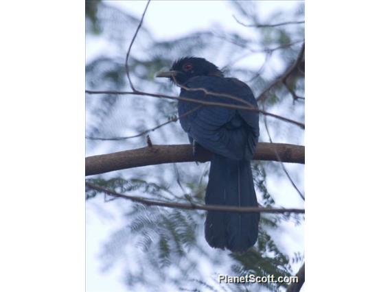 Asian Koel (Eudynamys scolopaceus)