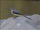 Gray Wagtail (Motacilla cinerea)