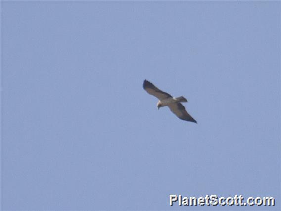 Booted Eagle (Hieraaetus pennatus)