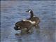 Canada Goose (Branta canadensis)