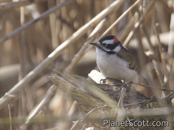 Downy Woodpecker (Picoides pubescens)