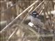 Downy Woodpecker (Picoides pubescens)