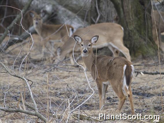 White-tailed Deer (Odocoileus virginianus)