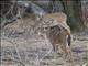 White-tailed Deer (Odocoileus virginianus)