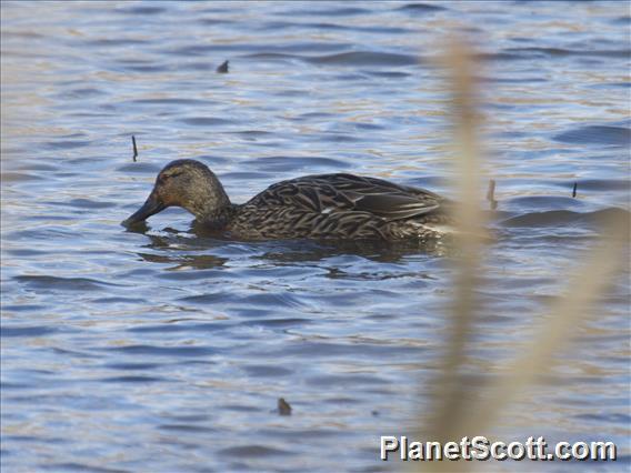 American Black Duck (Anas rubripes)