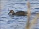 American Black Duck (Anas rubripes)