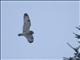 Short-eared Owl (Asio flammeus)