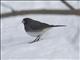 Dark-eyed Junco (Junco hyemalis) - Slaty