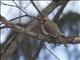 Northern Cardinal (Cardinalis cardinalis) - Female