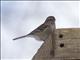 American Tree Sparrow (Spizelloides arborea)