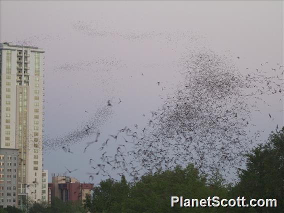 Mexican Free-tailed Bat (Tadarida brasiliensis)