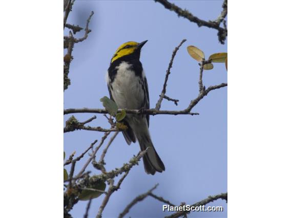 Golden-cheeked Warbler (Setophaga chrysoparia)