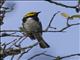 Golden-cheeked Warbler (Setophaga chrysoparia)